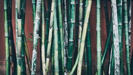 Bamboo stalks against wall, oriental background, color toning applied.の写真素材