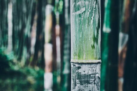 Close up picture of a bamboo stalk, oriental background, color toning applied.の写真素材