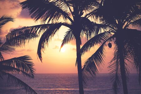 Coconut palm trees silhouettes at sunset, color toning applied, tropical vacation concept.