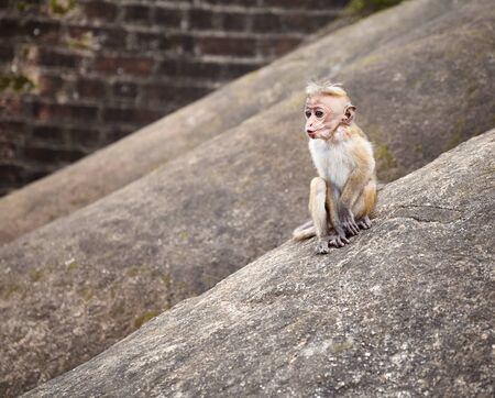 Baby Toque Macaque on a rock, Sri Lanka.