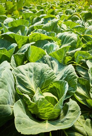 Organic cabbage field, selective focus.の写真素材