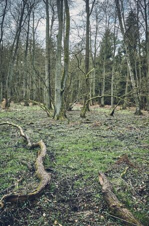 Picture of an old forest, color toning applied.