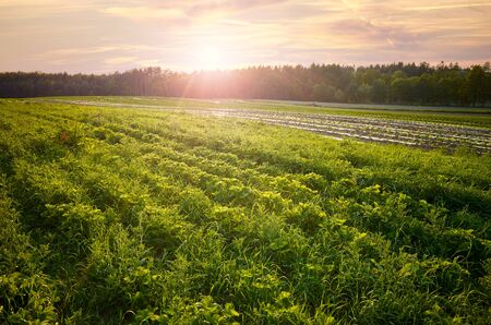 Green field at sunset, agricultural landscape.