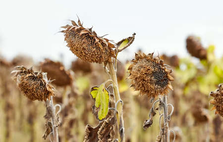 Field of withered sunflowers, natural disaster concept, selective focus.の写真素材