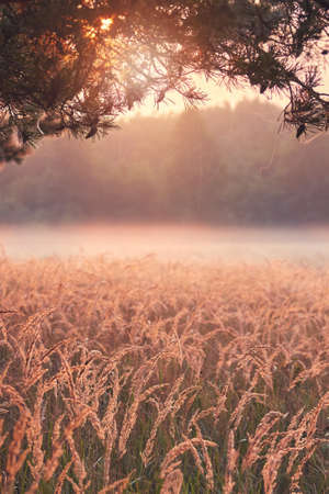 Clearing with backlit grass at sunrise, color toned picture, selective focus.