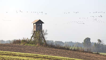 Wooden hunting tower in a field with flock of flying birds in distance in a hazy morning, selective focus.の写真素材