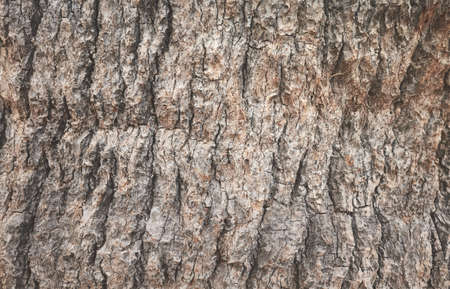 Palm tree rough trunk, nature abstract background or texture.