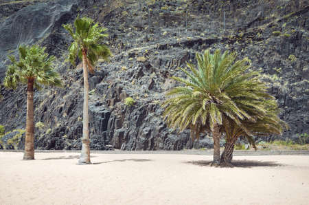 Palm trees on a beach against rock wall, Playa De Las Teresitas, Tenerife, Spain.の写真素材