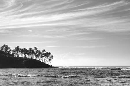 Black and white picture of tropical island coast with palm trees silhouettes at sunset, Sri Lanka.の写真素材