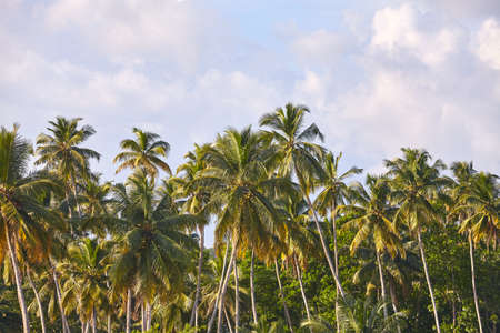 Coconut palm tree line on a sunny day.