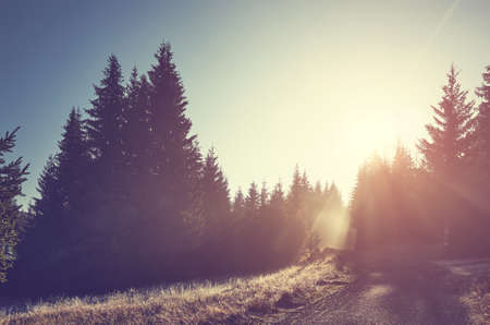 Forest in Izera Mountains at sunrise, color toning applied, Poland.