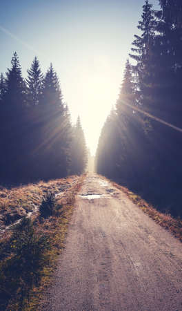Road in Izera Mountains forest at sunrise, color toning applied, Poland.の写真素材