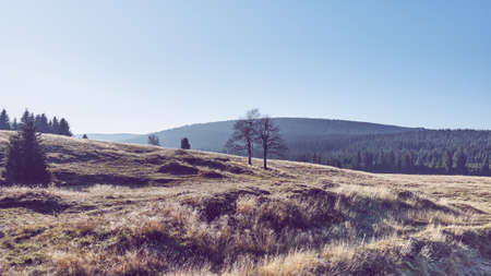 Mountain meadow at sunrise, color toned picture, Jizera Mountains, Poland.の写真素材