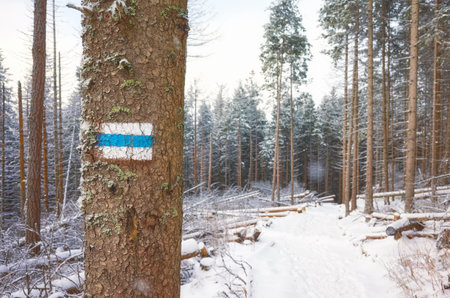Hiking trail on a tree in snow covered Tatra mountains, Tatra National Park, Poland.の写真素材