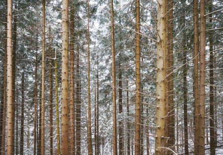 Picture of a mountain forest during snowy winter, nature background.の写真素材