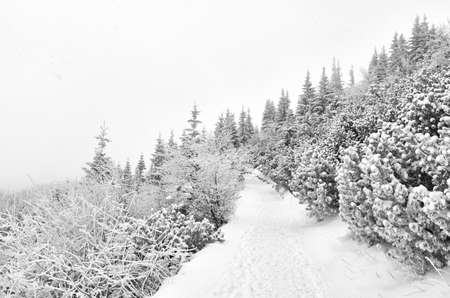 Black and white picture of a mountain path during heavy snowfall.の写真素材