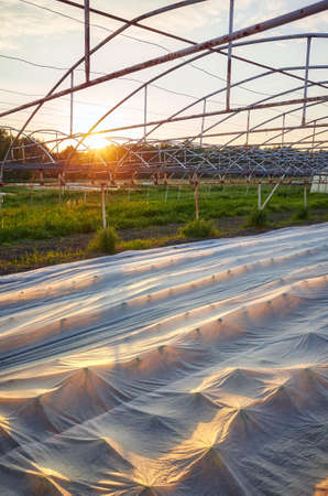 Floating row cover is the organic farm at sunset.の写真素材