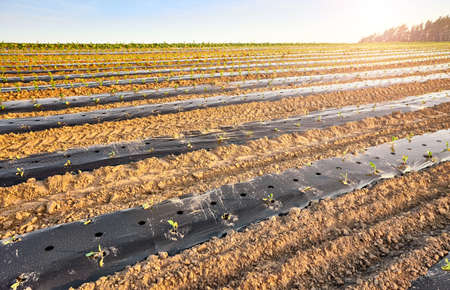 Organic farm field with patches covered with plastic mulch at sunset.