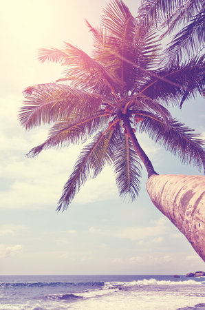Coconut palm tree at a tropical beach, retro color toning applied.の写真素材