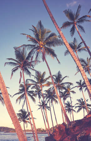Coconut palm trees on the coast of Sri Lanka, color toned picture.の写真素材