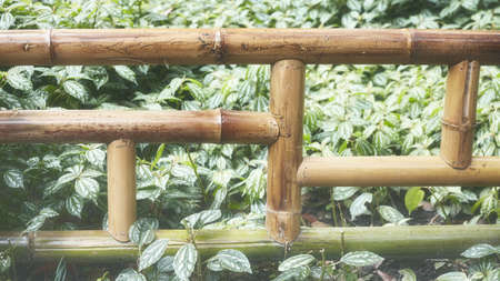 Close up picture of a bamboo fence in garden, color toned oriental background, selective focus.の写真素材