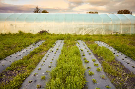Eco farm with polytunnel and patches covered with plastic mulch at sunset.の写真素材