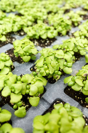 Close up picture of basil seedlings, selective focus.の写真素材