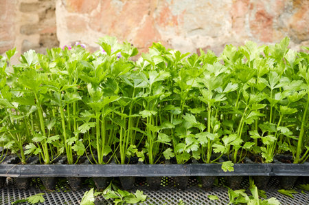 Close up picture of celery seedlings in a plastic container.の写真素材