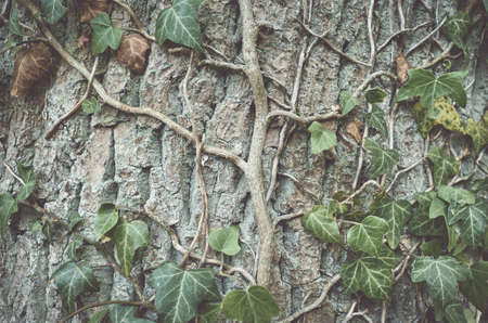 Close up picture of ivy on a tree, color toned nature background, selective focus.の写真素材