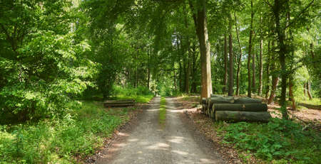 Road in a forest with logs aside.