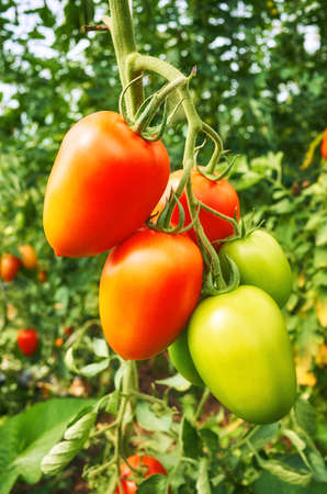 Close up picture of organic tomatoes in a greenhouse farm, selective focus.の写真素材