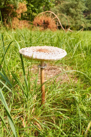 Close up picture of Parasol mushroom (Macrolepiota procera) in grass, selective focus.の写真素材