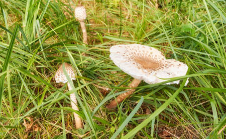 Close up picture of Parasol mushroom (Macrolepiota procera) in grass, selective focus.