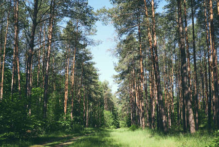 Photo of a forest in the summer.の写真素材