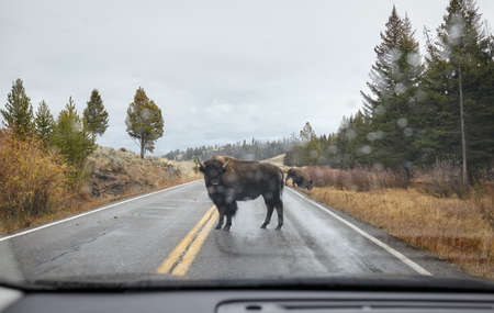 American bison on a road seen through the windshield in Yellowstone National Park, USA.の写真素材