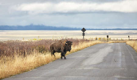 American bison walks on a road in Grand Teton National Park, selective focus, Wyoming, USA.の写真素材