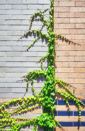 Old building brick wall with creeper.の写真素材