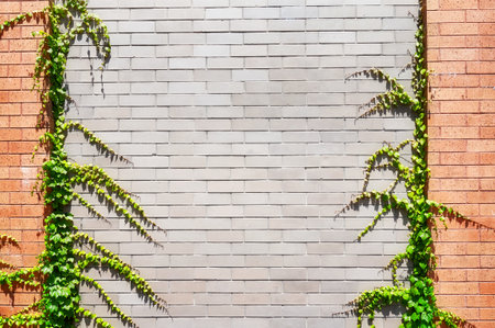Old building brick wall with ivy.の写真素材
