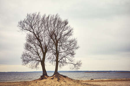 Leafless twin tree on a lake beach, color toning applied.