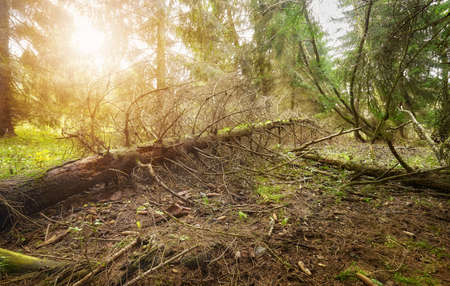 Picture of an old deep forest against the sun.の写真素材