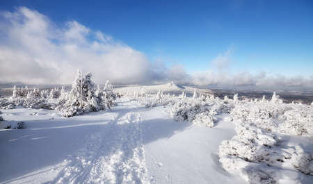 Beautiful winter landscape with snow capped trees, Karkonosze National Park, Poland.の写真素材
