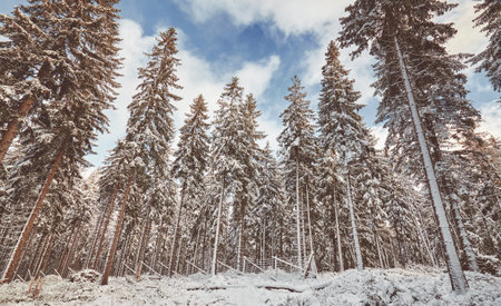 Beautiful winter forest landscape, color toning applied.の写真素材