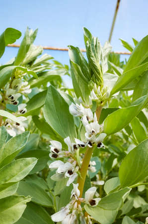 Close up picture of flowering broad bean (Vicia faba) in a greenhouse, selective focus.の写真素材