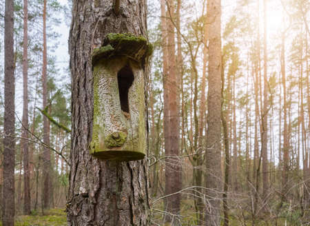 Close up picture of a wooden birdhouse in a forest, selective focus.の写真素材