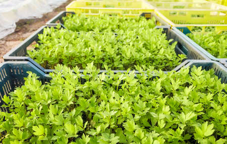 Close up picture of organic vegetable seedlings in boxes, selective focus.の写真素材