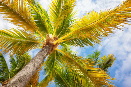 Coconut palm trees against the sky, summer holiday background.の写真素材