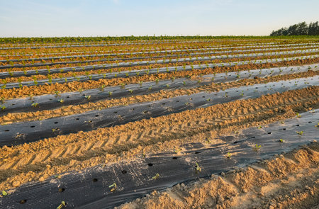 Organic vegetable farm field with patches covered with plastic mulch at sunset.の写真素材
