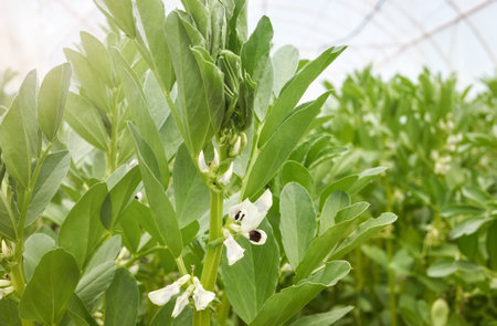 Flowering broad bean (fava bean) at an organic greenhouse farm, selective focus.の写真素材