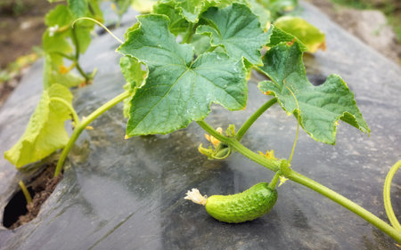Organic cucumber greenhouse cultivation, selective focus.の写真素材