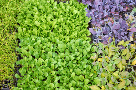 Various seedlings in nursery trays, selective focus.